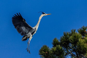 Graureiher (Ardea cinerea)