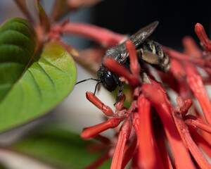 Honey Bee Fire Bush