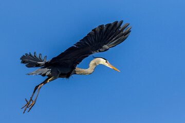 Graureiher (Ardea cinerea)