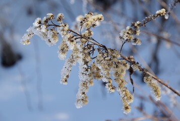 Goldenrod frosted plant closeup Winter wildnature background
