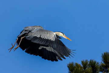 Graureiher (Ardea cinerea)