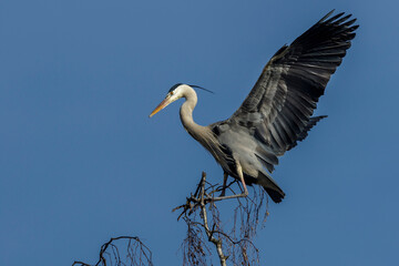 Graureiher (Ardea cinerea)
