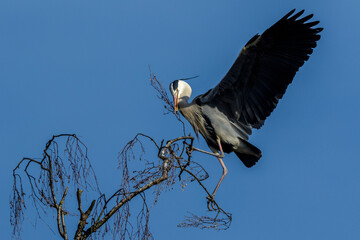 Graureiher (Ardea cinerea) holt Nistmaterial