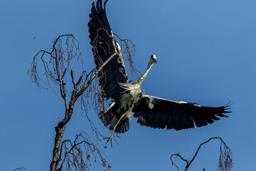 Graureiher (Ardea cinerea)