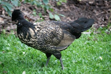 Poule crèvecoeur