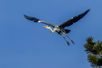 Graureiher (Ardea cinerea)