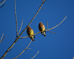 Cedar Waxwings B