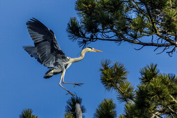 Graureiher (Ardea cinerea)