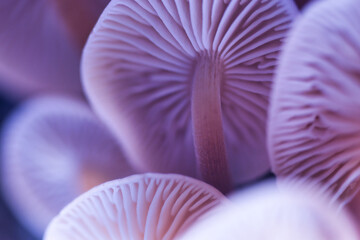 Abstract blurred background with pastel purple colored wild magic mushrooms caps and gill macro, light and shadow contrast, artistic © Ewa