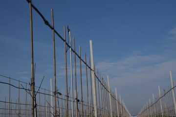 Anti-frost sprayers, Apple orchard in winter, rows of apple trees, anti hail nets, anti frost sprayers, constructions, modern agriculture