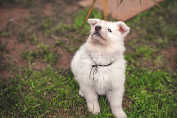 Portrait of a Swiss shepherd in the garden. Young white Puppy exploring the nature. Small dog walking and standing around