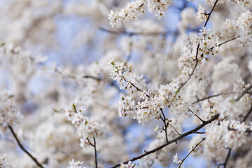 Close up of cherry trees bloom in spring. White cherry blooming. Spring clear sunny blue sky day. Selective focus. Free space. 