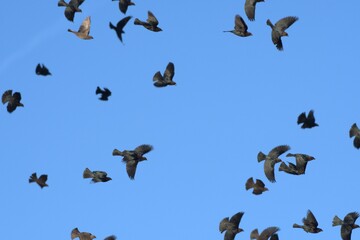 Bird art