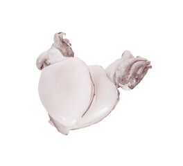 Fresh cuttlefish squid on white background
