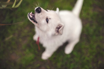 Portrait of a Swiss shepherd in the garden. Young white Puppy exploring the nature. Small dog walking and standing around
