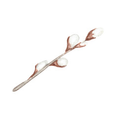 Watercolor illustration of a willow twig on a white background