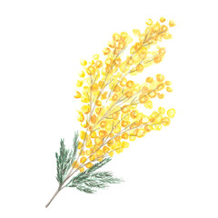 Watercolor illustration of a sprig of mimosa on a white background