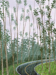 trees in the forest