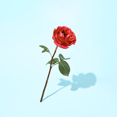 Obraz premium Rose flower on pastel blue background. Minimal floral concept. Creative day light layout