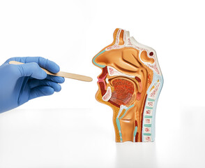 Otolaryngologist holding throat inspection spatula near nasal and oral cavity anatomical model....