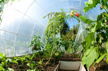delicious and red tomatoes natural