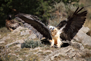 The bearded vulture (Gypaetus barbatus), also known as the lammergeier or ossifrage, a pair of fighting for position with wings spread in the rock