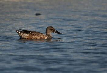Northern Shoveler swimming at Tubli bay, Bahrain