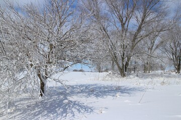 snow on branches