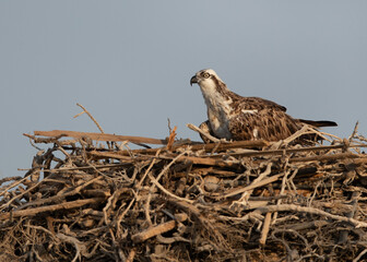 Osprey perched on a nest at Hawar island of Bahrain
