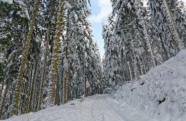 Fototapeta na wymiar chemin forestier en hiver