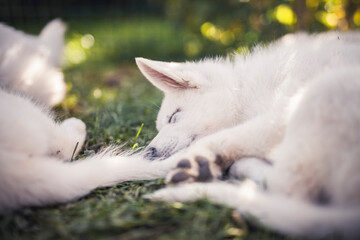 Sleepy small Swiss shepherd dog in the grass. newborn puppy at breeders garden. Tired young dog lying on the ground