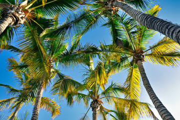 Fototapeta premium palmen