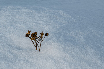 A dry plant sticks out from under the snow