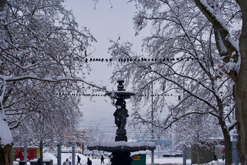 Fototapeta premium Fountain and trees covered with snow, Zurich, Switzerland.