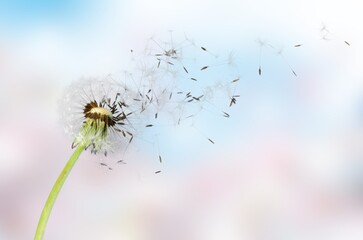 Dandelion with blowing seed on sky background
