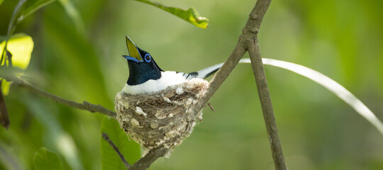 Asian Paradise flycatcher (Terpsiphone paradisi) bird is sitting in the nest at Koshi camp.