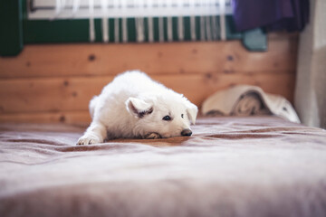 White swiss shepherd puppys lying at home on bed. Potrait of small puppys at breaders home. New born dog 