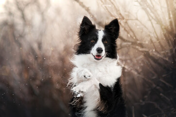 border collie dog magical winter photo beautiful light lovely dog ​​portrait
