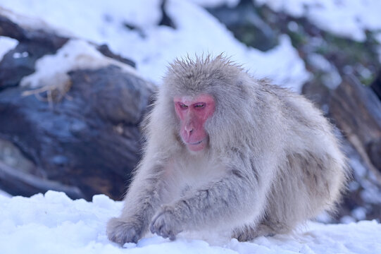 The snow monkeys soak in Japan.Japanese Snow Monkeys