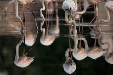 Greater Flamingos feeding at Tubli bay with dramatic reflection on water in the morning, Bahrain