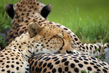 The cheetah (Acinonyx jubatus), also known as the hunting leopard, one cheetah has its head on the other and rests