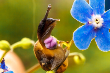 Snail closeup portrait. Little snail in shell crawling on flower and green leaf in garden. Inspirational natural floral spring or summer background. Life of insect. Macro, close up