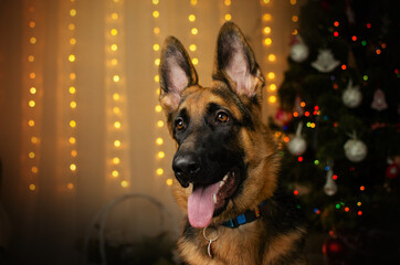 german shepherd dog magical lovely portrait on christmas background
