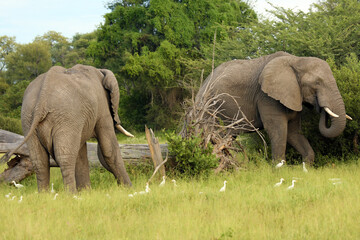 Naklejka na ściany i meble The African bush elephant (Loxodonta africana), two large males in the Okavango Delta.