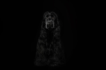 english cocker spaniel dog magical lovely portrait on black background
