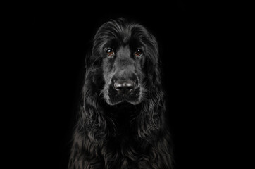 english cocker spaniel dog magical lovely portrait on black background
