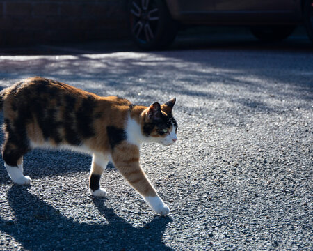 Calico Cat Walking