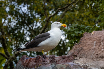 Obraz premium Kelp gull sitting on a rock. Auckland Zoo, Auckland, New Zealand