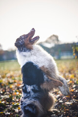 Potrait of an Australian Shepherd dog outdoor in the Fall. Dog lying in the autumn leaves and looking arround