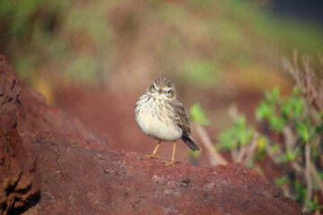 Frontal view of Berthelot's pipit (Anthus berthelotii) on red rocks (El Medano, Tenerife, Spain)